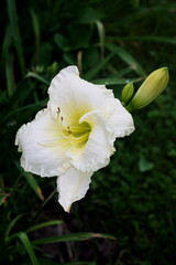 Fototapeta premium “Whispers of Pure Elegance: The White Day Lily”