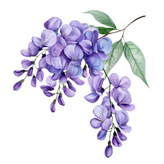 A watercolor illustration of a wisteria flower, isolated on a white background. Flower vector.

