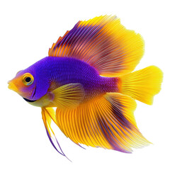 Fototapeta premium vibrant fish with striking purple and yellow colors, showcasing its beautiful fins and scales. This aquatic creature is perfect for adding color to any underwater scene