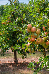 Apple tree branch with ripe fruits: autumn harvest scene. Natural organic apple farming: branch full of ripe fruits