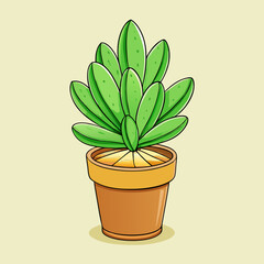 euphorbia plant in pot