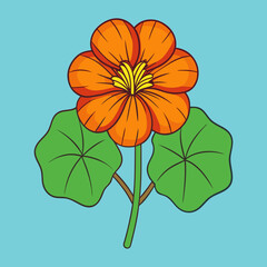 nasturtium flower vector