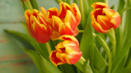 on a blue background close up bouquet of red tulips. Mother's Day. copy space. Valentine's Day