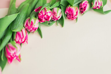 Beautiful pink tulips. Spring concept. 