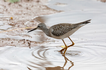 Lesser Yellowlegs