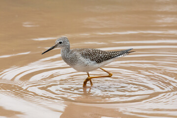 Lesser Yellowlegs