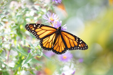 Monarch Butterfly