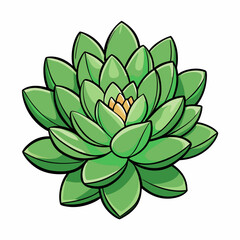 vector illustration of  a sedum