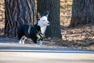 
a black corgi with white spots walking with its owner on a forest path.