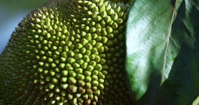close up of blueberry, mamey sapote and jackfruit
