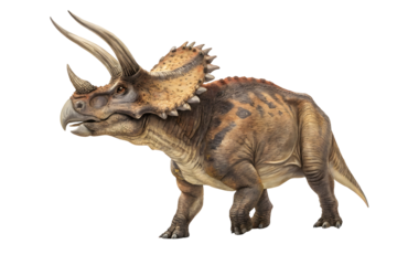 Majestic Triceratops: A detailed illustration of a Triceratops, a three-horned herbivorous dinosaur, showcasing its powerful build, distinctive frill, and sharp horns against a clean background.
