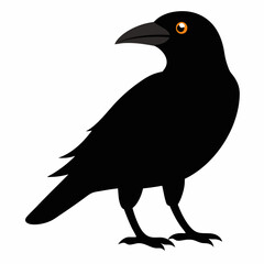 Fototapeta premium crow on white background