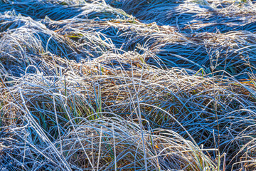 Frosted grasses beside the River Eye on a frosty winter day near the Cotswold village of Lower Slaughter, Gloucestershire, England UK