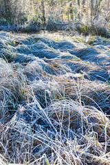 Frosted grasses beside the River Eye on a frosty winter day near the Cotswold village of Lower Slaughter, Gloucestershire, England UK
