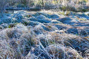 Frosted grasses beside the River Eye on a frosty winter day near the Cotswold village of Lower Slaughter, Gloucestershire, England UK