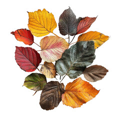 Obraz premium Colorful autumn leaves arranged with a transparent background highlight fall s vibrant hues and natural beauty, Autumnal Leaves A Harvest Fall Colors, transparent background.