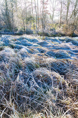 Frosted grasses beside the River Eye on a frosty winter day near the Cotswold village of Lower Slaughter, Gloucestershire, England UK
