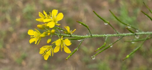 Yellow Blooming flower of mustard plant