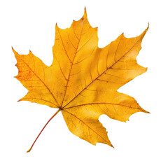 Fototapeta premium Isolated beautiful yellow maple leaf on a transparent background, showcasing autumn s vibrant colors and natural design, Beautiful maple leave isolated transparent background