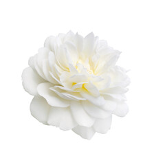 White rose isolated on a white background