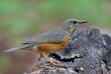side view of grey-backed thrush, turdus hortulorum, perching on timber over fine green background