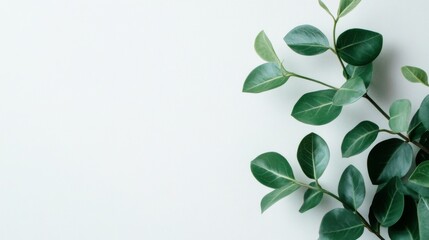 Elegant Green Leaves Arrangement on a White Background