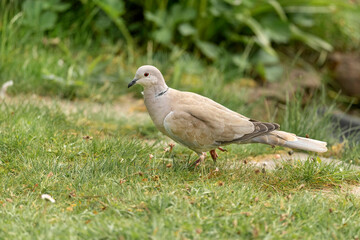 Collared Dove on the grass