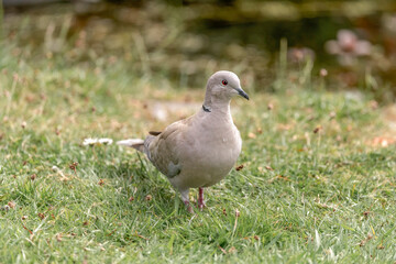 Collared Dove on the grass