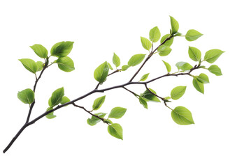 Obraz premium Branch with Vibrant Green Leaves - Isolated on White Background