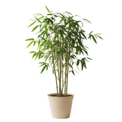 Fototapeta premium A tall bamboo plant in a beige pot against a clean transparent background enhances indoor decor with natural beauty, A tall bamboo plant in a pot on a transparent background