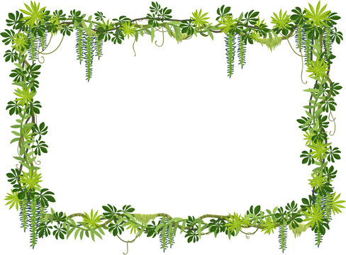 Tropical jungle forest liana frame with green leaves and plants, vector background. Liana vine or ivy leaf frame of tropical creeping jungle tree, rainforest bindweed plant and monstera leaves