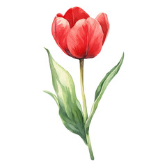 A watercolor painting of a tulip, isolated on a white background. Tulip vector.
