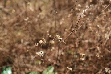 Dry Grass