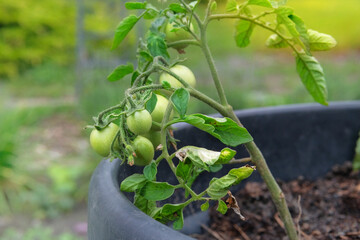 Green tomatoes is growing in a rustic garden. Farming and harvesting. Growing vegetables. Cottage garden. Sunny day.