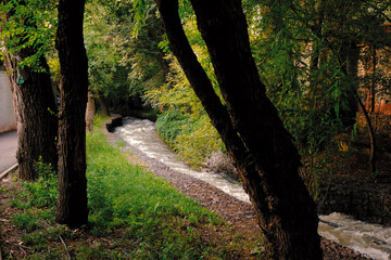 footpath in the woods