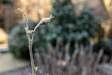 White Frost on Rose Flower Bud with Blurry Winter Backyard Garden Background
