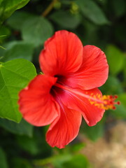 Chinese rose, hibiscus. Hibiscus flower. Macro
