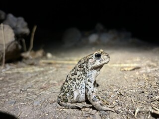Toadally