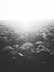 Obraz premium Field of Plants