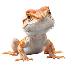 Naklejka premium Bearded Dragon 3D isolated on transparent background