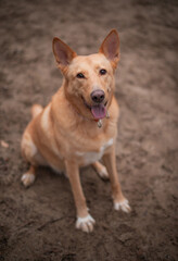 A playful dog with a joyful expression sits in the dirt, its tongue out and tail wagging. The dog wears an orange collar and enjoys the outdoors, captured in a close-up portrait.