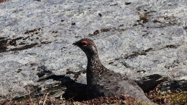 Rock Ptarmigan (Lagopus muta) at Abisko National Park in Lapland, Sweden.