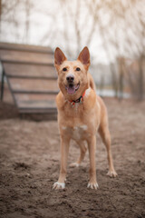 A happy dog stands on a sandy surface at a dog park, looking directly at the camera. The dog has a friendly expression and an orange collar. There is an obstacle in the background.