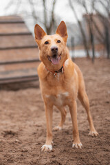 The photo features a happy, playful dog standing on sand at a park, with a visible agility ramp in the background. The dog has an orange collar and appears joyful, ready for play or training.