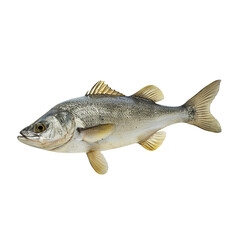 Fototapeta premium A single grey fish with yellow fins is shown on a transparent background Its body is detailed and its fins are spread out showcasing the fish in its entirety