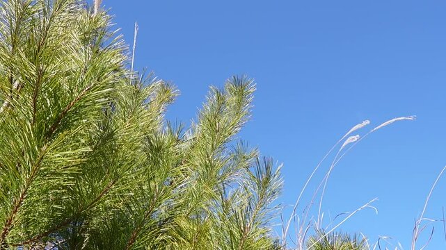 Nature: Pine tree with blue sky in Japan