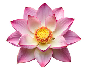 pink lotus isolated on white