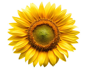 yellow sunflower top view isolated on white background. Transparent PNG
