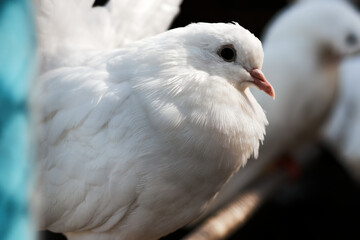 A close-up of a white dove, showcasing its soft feathers and elegance