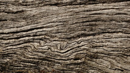 old rough wood skin as background
